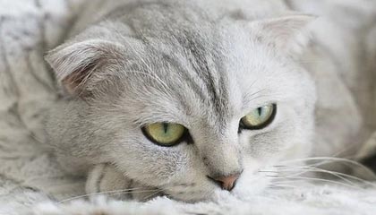 九游娱乐官方平台-亚冠联赛 中国女足复仇 热血时刻令人动容，中国女足亚洲杯夺冠